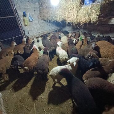 Qoyunlar, qoçlar: Salam aleyküm saxlamlıq quzularm var satram isdiyen0775431770 elaqe — 1