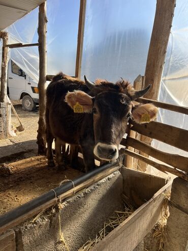 Коровы, быки: Продаю | Корова (самка) | Полукровка | На откорм | Привязанные — 7