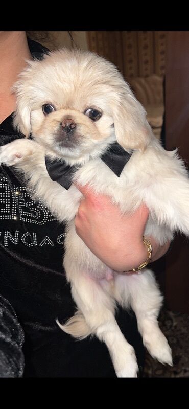 Akvariumlar: Pekines, 3 ay, Dişi, Peyvəndli, Ünvandan götürmə