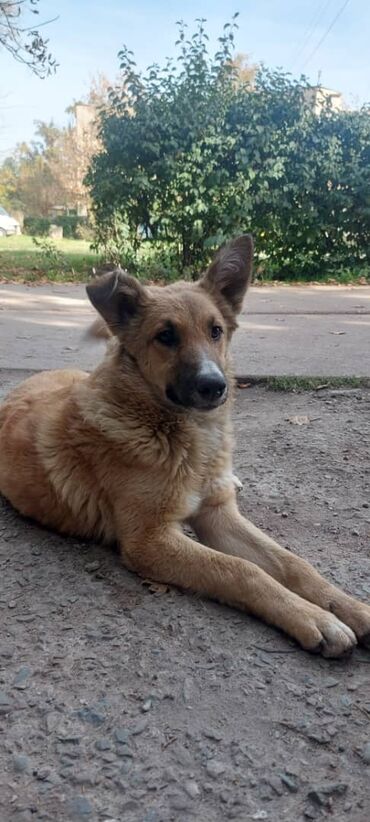 тайган собака цена бишкек: Собака даром: Дворняжка, 8 месяцев, Самка