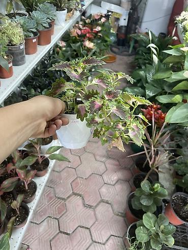 колеус: Колеус (Plectranthus scutellarioides) в декоративном горшке. - — 2