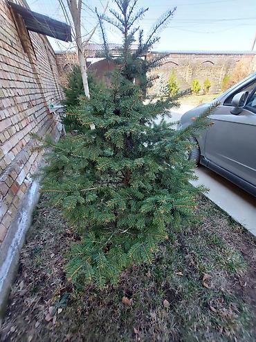 Декоративные деревья: Саженцы деревьев: Ели — 5