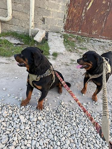 rotveli: Rotveyler, 2 il, Erkək, Peyvəndli, Ünvandan götürmə — 1