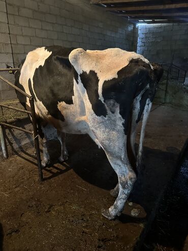 гольштейн корова: Продаю | Корова (самка) | Голштин | Для разведения, Для молока
