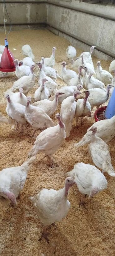 İtlər: Dişi, Ətlik