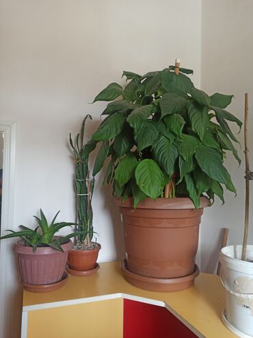 Otaq bitkiləri: Satılır: ev otaq gülləri kolleksiyası - Sansevieriya (Qaynanadili) – — 12