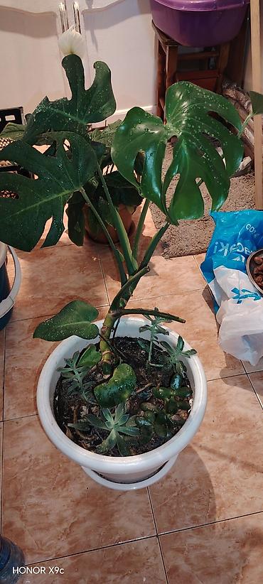 mal dili bitkisinin faydaları: Otaq bitkisi – Monstera deliciosa (split-leaf philodendron) böyük — 1