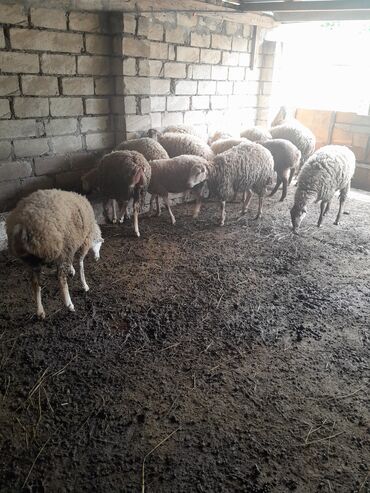 tap.az heyvanlar qoyunlar: Dişi, il: 10, 55 kq, Damazlıq, Ünvandan götürmə