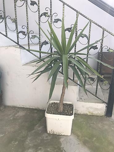 roza: Yucca (Yukka) otaq bitkisi - Növ: Yucca elephantipes tipli dekorativ — 1