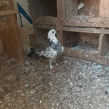 2.3 gun olar tutlub mayadi