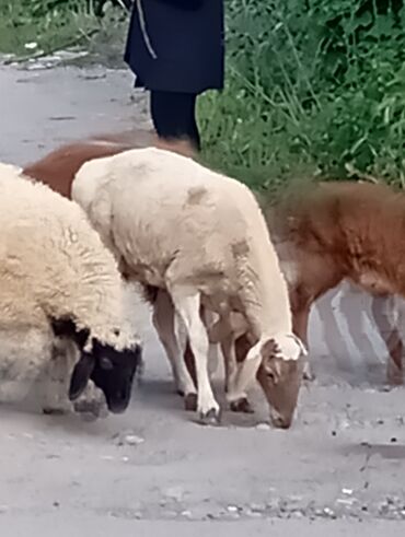 Бараны, овцы: Продаю | Овца (самка), Ягненок, Баран (самец) | На забой, Для разведения