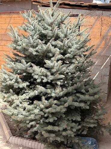 композиция: Ель колючая (Picea pungens), форма — «голубая ель». - Пышная крона — 1