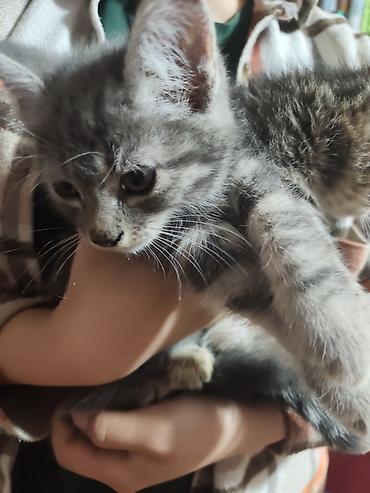 отдаю котят: Котята домашние, короткошёрстные, окрасы: тигровый табби и серый — 3