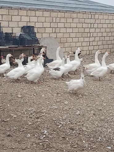 gəncə toyuq satan: Salam cavan da var qocada ən azı təmiz əti 2 kq gəlir 3 kq da gələn — 1