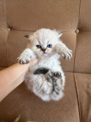 русская голубая кошка баку: Britan, Dişi