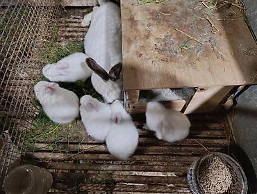 Gəmiricilər: Holland lop dovsanlarina endirim 15 manat.yerli dovsanlar tek tek 6 — 6