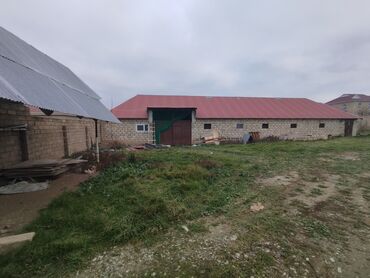 Anbar və emalatxanalar: Ferma/təsərrüfat sahəsi40 baş iri buynuzlu heyvan saxlanılması üçün — 1