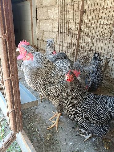 Toyuqlar: Barred Rock Plymouth. 3-fərə 3-xoruz 1il5 aylıqdılar təmiz qan sağlam — 5
