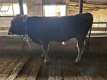 Коровы, быки: Продаю | Бык (самец) | На откорм | Племенные — 5