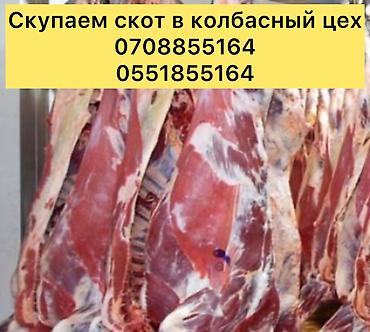 мяса оптом: Частное лицо, Колбасный цех : Коровы, быки, Лошади, кони, | Круглосуточно, Любое состояние, Забитый — 6