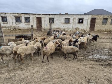 Qoyunlar, qoçlar: 15 balalı qoyun satlırr iri quzularla qiymət razılaşma yolu iləə — 4