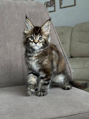 кошка рыжая: Мейн-кун мальчик - Возраст: 1,5 - Окрас: классический тёмный табби — 1