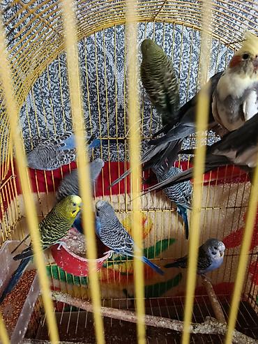 dalmatin satilir: Növ: Dalmatin və boz rəng çalarlı nimfa (cockatiel) papağanları və — 4