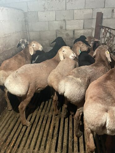 Бараны, овцы: Продаю | Ягненок, Баран (самец) | Полукровка | На забой | Осеменитель, Племенные — 10