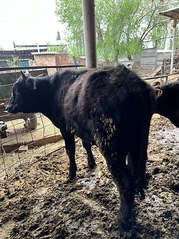 Коровы, быки: Продаю | Бык (самец) | Привязанные — 3