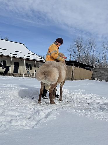 Баран, овца: Продаю | Баран (самец) | Арашан | Для разведения | Осеменитель — 9
