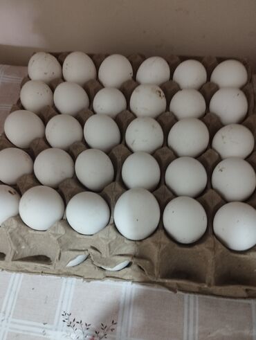 Птицы: Продаю яйцо куриное порода легорн 50сом