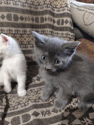 Продажа кошек: Отдаю котят в хорошие,ответственные руки.Котятам 2 месяца, к лотку — 8