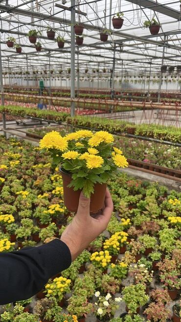 Buket güllər: Sarı xrizantema (potda) - Bitki: Xrizantema (mini/kompakt sort)