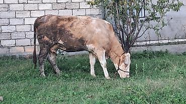simental inek qiymeti: Iki baş inəy satılır Smental ikinci qarına doğacaq süni mayalanma olub — 10
