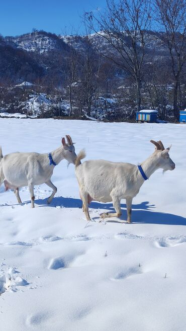 Keçi, çəpiş: Sanen keçiləri satılır. Çəkilisdə heç bir effekt istifadə edilməyib — 22