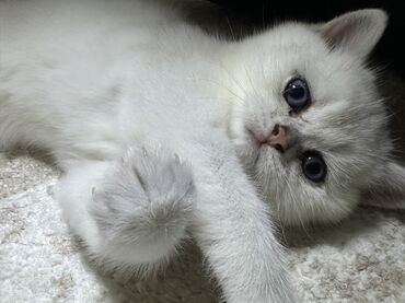 Pişiklər: Şinşilla, Erkək, Yaxşı əllərə, Ünvandan götürmə — 8