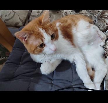 домашний кот: Кошка даром: Беспородная, Мальчик, Приучена к лотку — 2