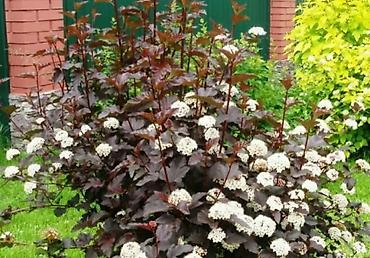 Гортензия: Продаю саженцы: -гортензия Анабель -Хосты великаны -Дицентра бордовая — 9