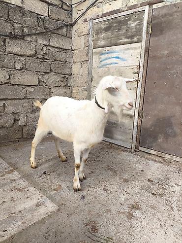 Keçilər, çəpişlər: Təmiz orginal 3 dənə Sani satılır ikisi balalıdı hərəsin bir balası — 8