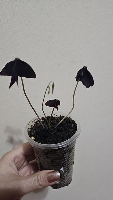 Другие комнатные растения: Кислица
Оксалис 
oxalis 
🦋 
бабочка — 6