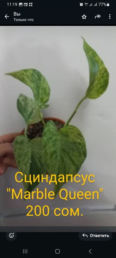 хлорофитум: Продаю домашние цветы,(Женсое счастье, Хлорофитум, фикус Бенджамина