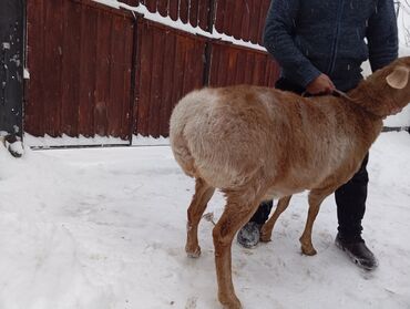 ураган кой: Продаю | Овца (самка), Баран (самец) | Эдильбаевская, Арашан | На забой, Для разведения | Матка