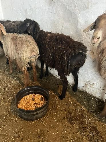 Баран, овца: Продаю | Овца (самка) | Для шерсти | Ярка — 6