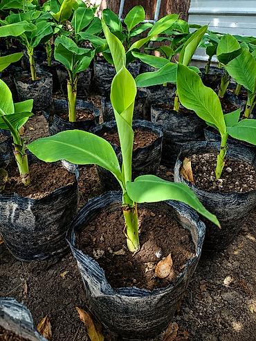 монстера манки: Продаю бананы ПЛОДОВЫЕ, сорт: Acuminata. Плодятся на второй год — 5