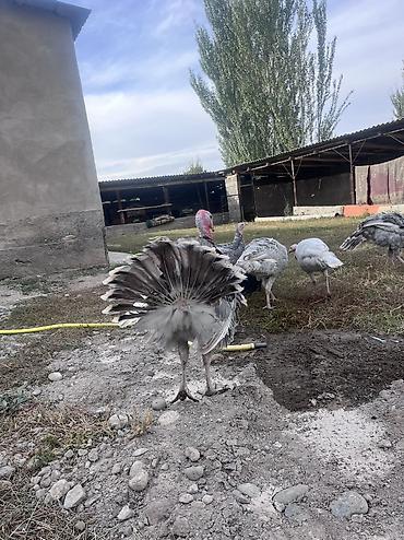 Айыл-чарба жаныбарлары: Сатам | Ургаачы күрп (ургаачы), Эркек күрп | Бройлер | Көбөйтүү үчүн — 4