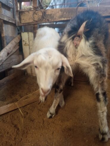 Козы, козлы: Козы — 10