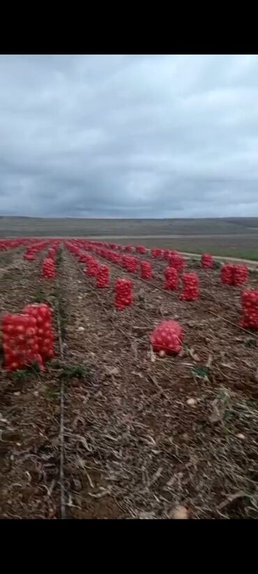 corni pol taxta: Satig sogan var isdeyn yazsin