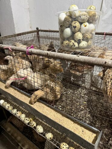 чистокровные немецкие овчарки: Птица есть в наличии!Продам молодых перепелов на данный момент им63