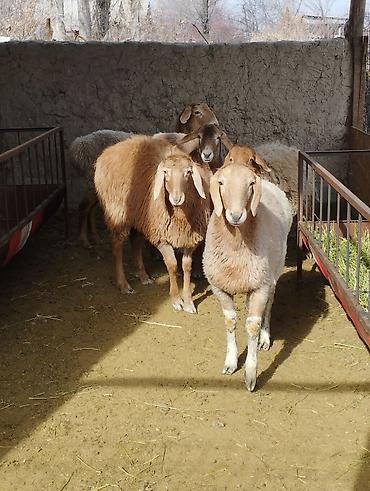 Баран, овца: Продаю | Ягненок | Арашан, Полукровка | Для разведения | Ярка — 9