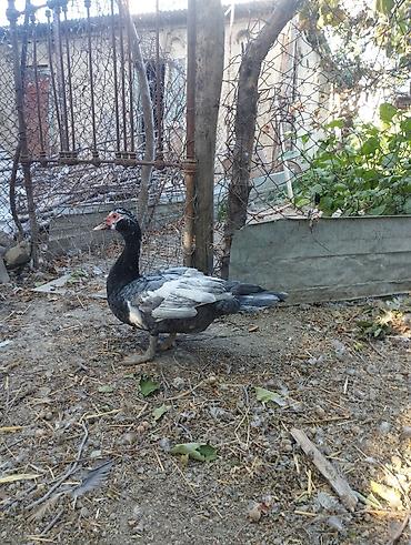 ağ baliq: Muscovy (Hind) ördəkləri – 6 aylig super iri cekili heyvanlardi 3 eded — 2